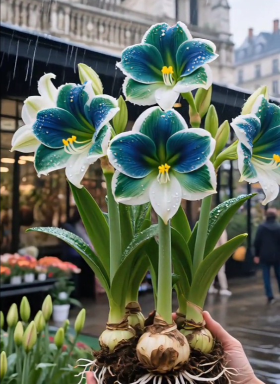 ✨Limited Offer 🌺 Double-Petaled Perfume Amaryllis Bulbs – Giant Blooms, Winter’s Flower ❄️