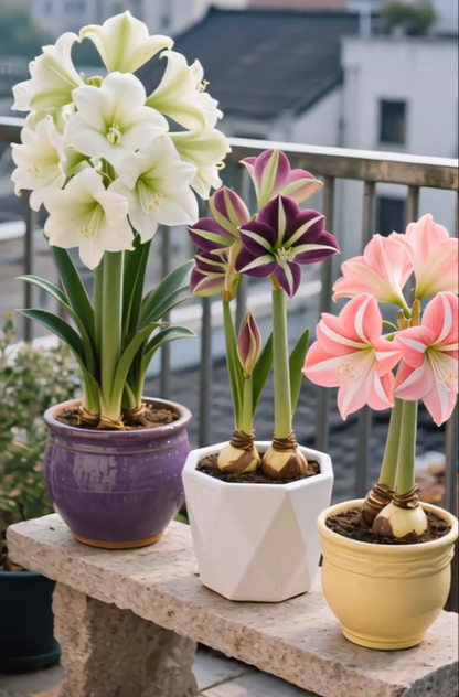 ✨Limited Offer 🌺 Double-Petaled Perfume Amaryllis Bulbs – Giant Blooms, Winter’s Flower ❄️