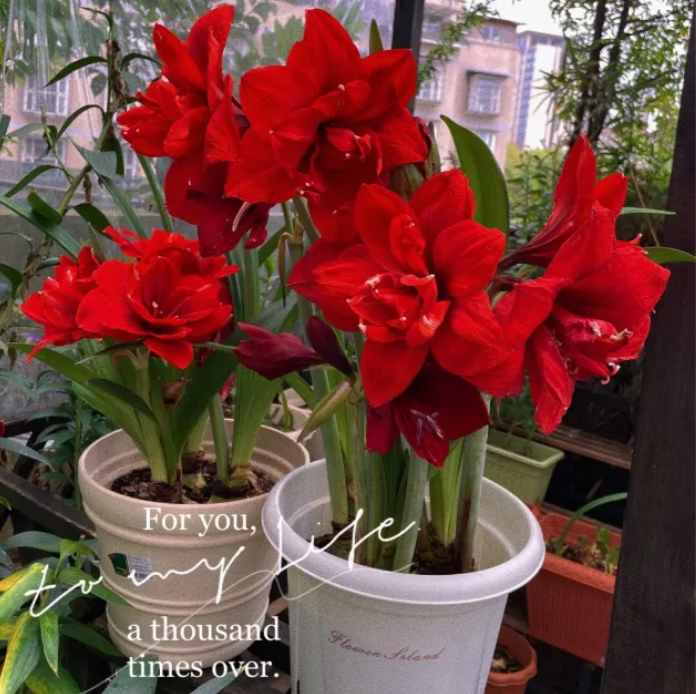 ✨Limited Offer 🌺 Double-Petaled Perfume Amaryllis Bulbs – Giant Blooms, Winter’s Flower ❄️