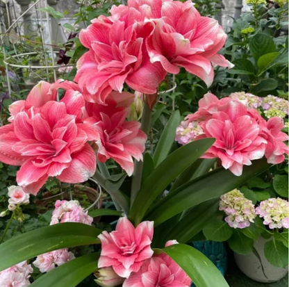 ✨Limited Offer 🌺 Double-Petaled Perfume Amaryllis Bulbs – Giant Blooms, Winter’s Flower ❄️