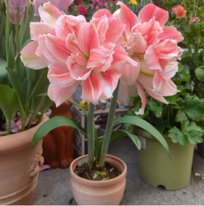 ✨Limited Offer 🌺 Double-Petaled Perfume Amaryllis Bulbs – Giant Blooms, Winter’s Flower ❄️