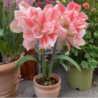 ✨Limited Offer 🌺 Double-Petaled Perfume Amaryllis Bulbs – Giant Blooms, Winter’s Flower ❄️
