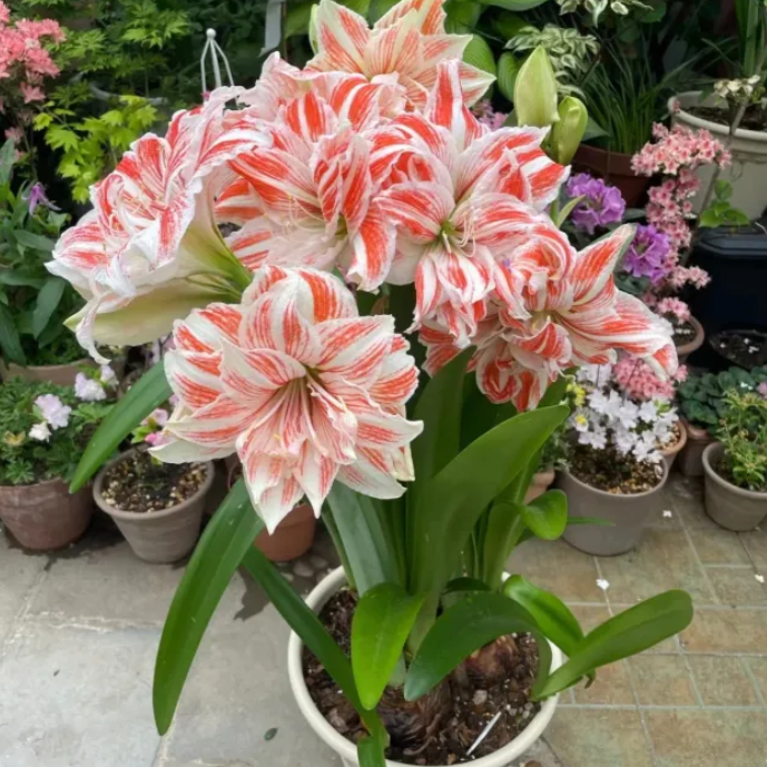 ✨Limited Offer 🌺 Double-Petaled Perfume Amaryllis Bulbs – Giant Blooms, Winter’s Flower ❄️