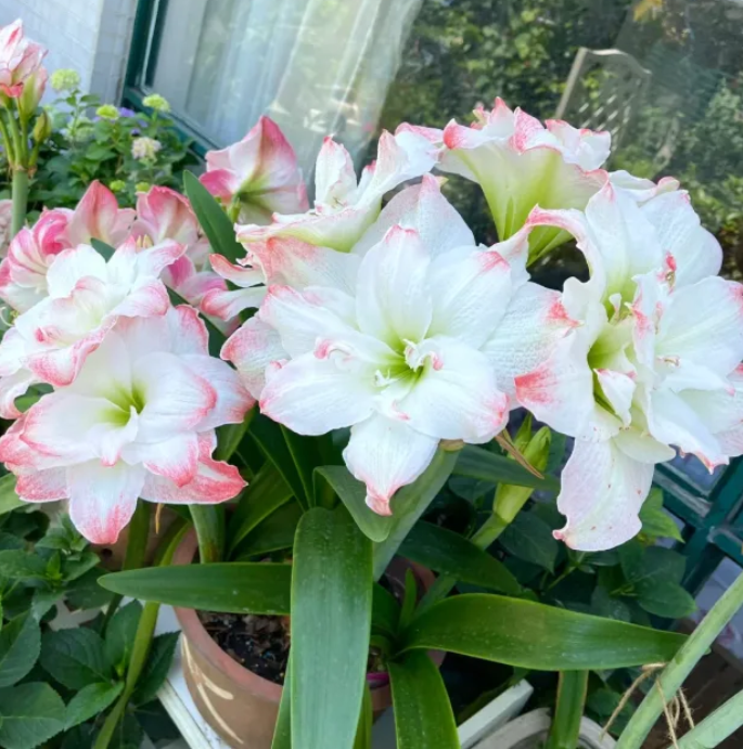 ✨Limited Offer 🌺 Double-Petaled Perfume Amaryllis Bulbs – Giant Blooms, Winter’s Flower ❄️