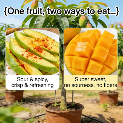 🔥 65K+ SOLD! 🥭 Sweet "Golden Honey" Dwarf Mango Tree Seeds (Grow at Home)