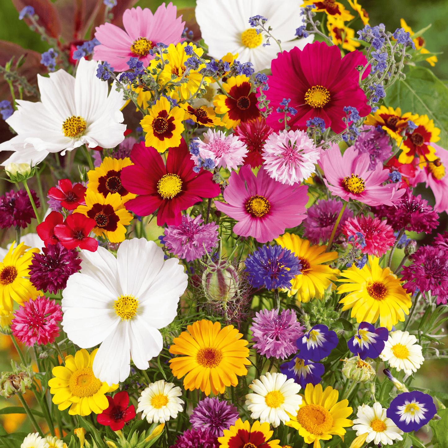 💝Mixed Perennial Flowers Seeds30- 60kinds mixed