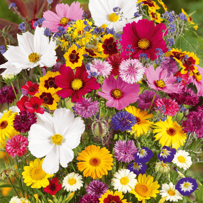 💝Mixed Perennial Flowers Seeds30- 60kinds mixed