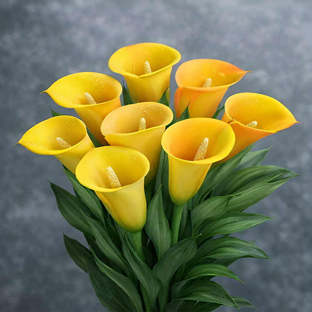 Mysterious Aurora Calla Lily