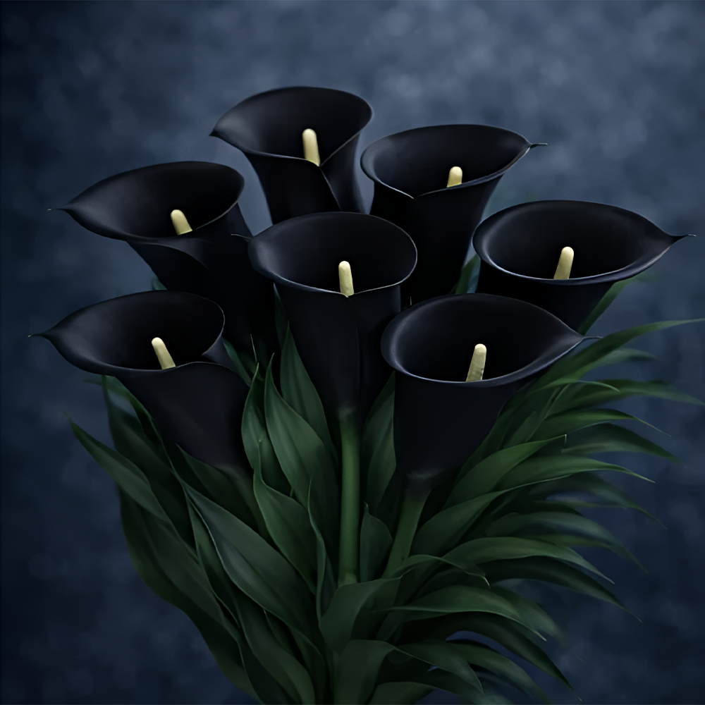 Mysterious Aurora Calla Lily