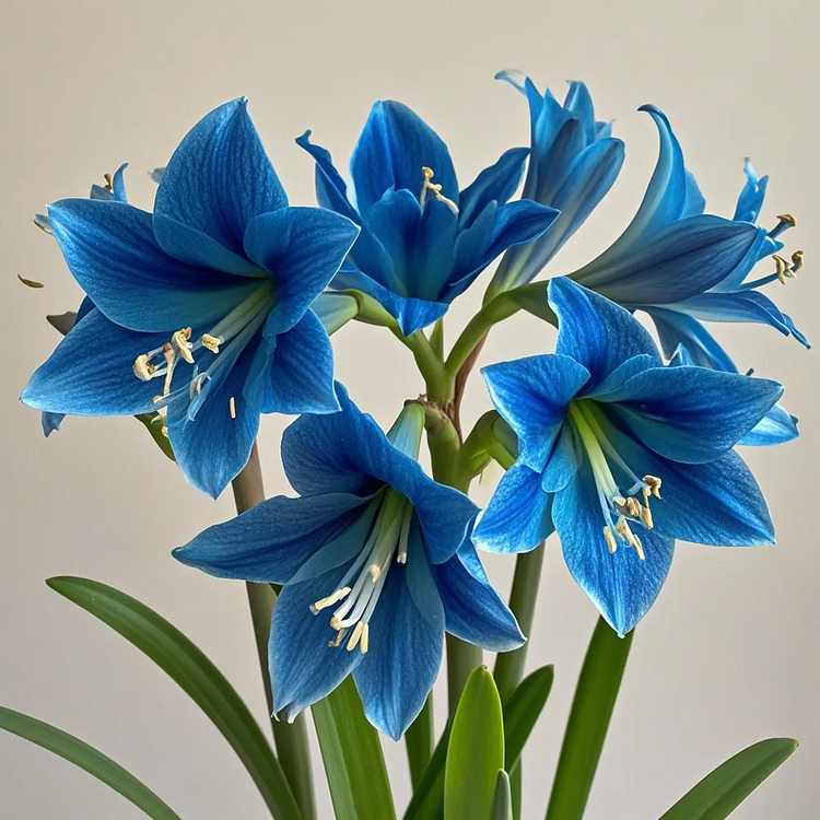 💥😍Rare double-petaled amaryllis bulbs