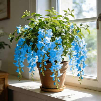 🌿Weeping Jasmine Seeds💮A faint fragrance lulls you into dreamland