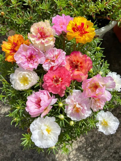 🌸 Double Flowered Moss Rose Seeds – 🌿Perennial Flower Seeds / Large Flowers / Easy to Grow