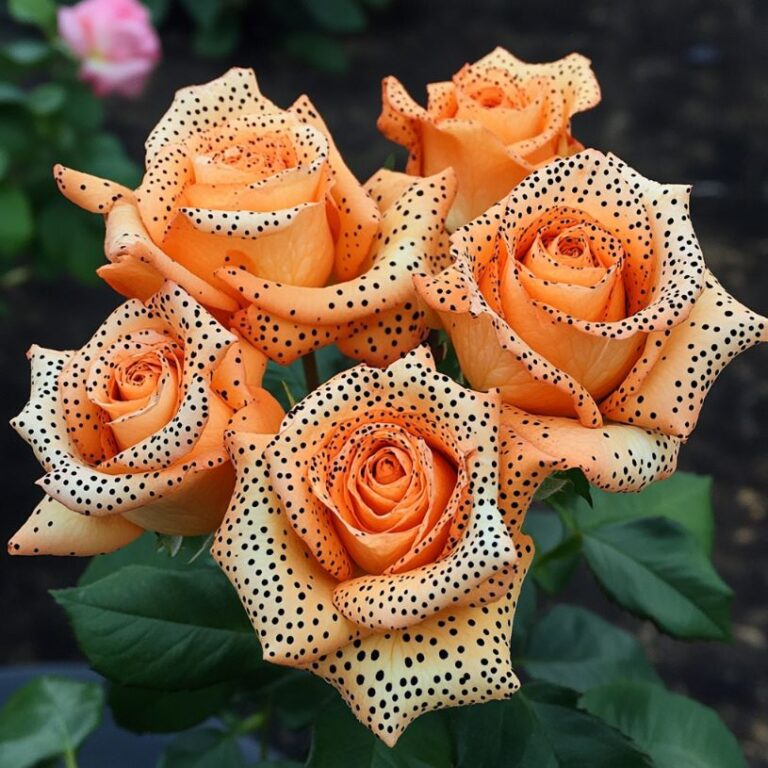 🧡🌹Orange-spotted rose seeds🌱 Grow Vibrant Roses from Seed