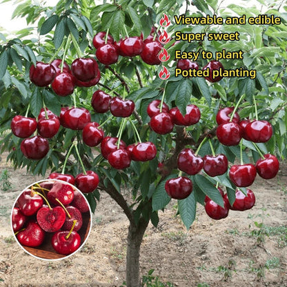 🍒 Premium Sweet Cherry Seeds (New Harvest) – 99% Germination | Pre-Primed for Fast Sprouting