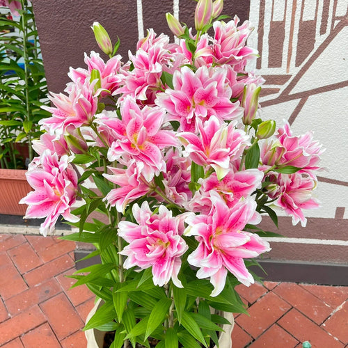 Rare Lily Bulbs