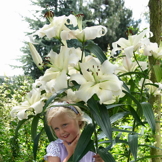 Rare Lily Bulbs