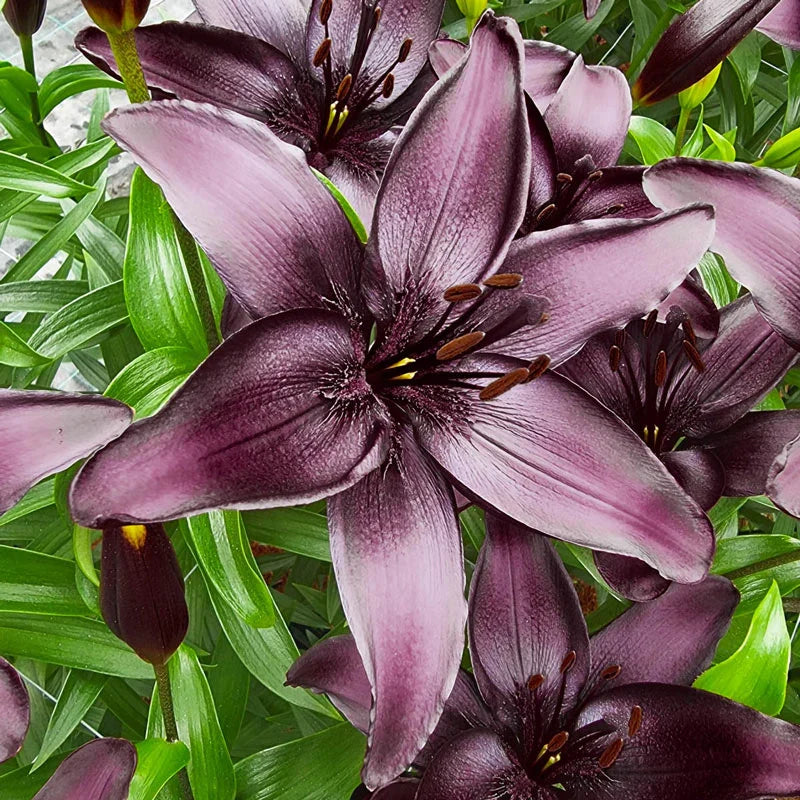 Rare Lily Bulbs