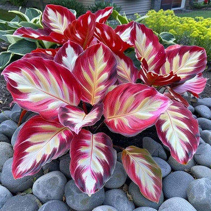 Add a variety of colors to the space-Rare Hosta Seeds🌿