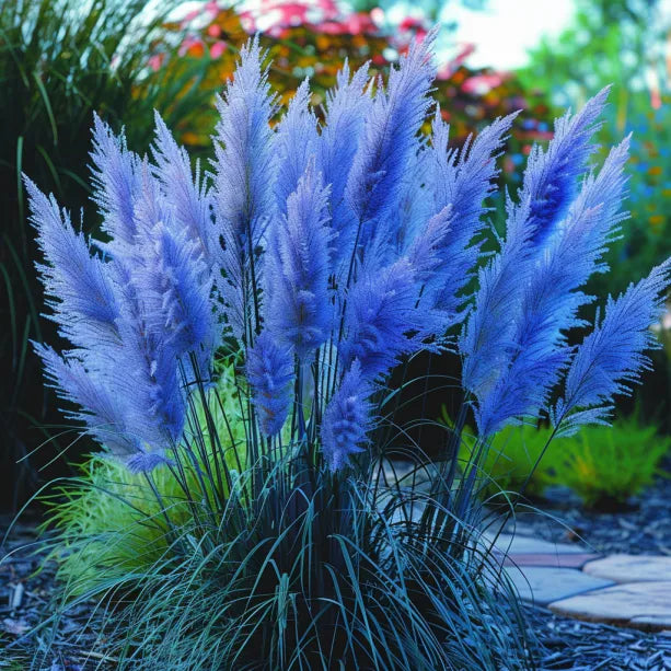 🔥Garden Essentials🌾Ornamental Perennial Pampas Grass Seeds🌱