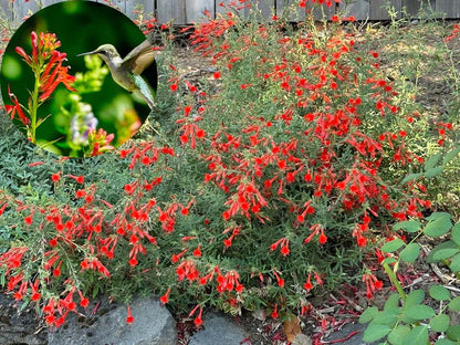 🔥🐦"Hummingbird Carpet"🌸Epilobium garrettii – Rainbow Burst 🌈