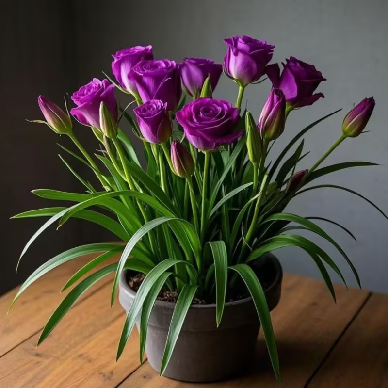 Potted rose bulbs🌹