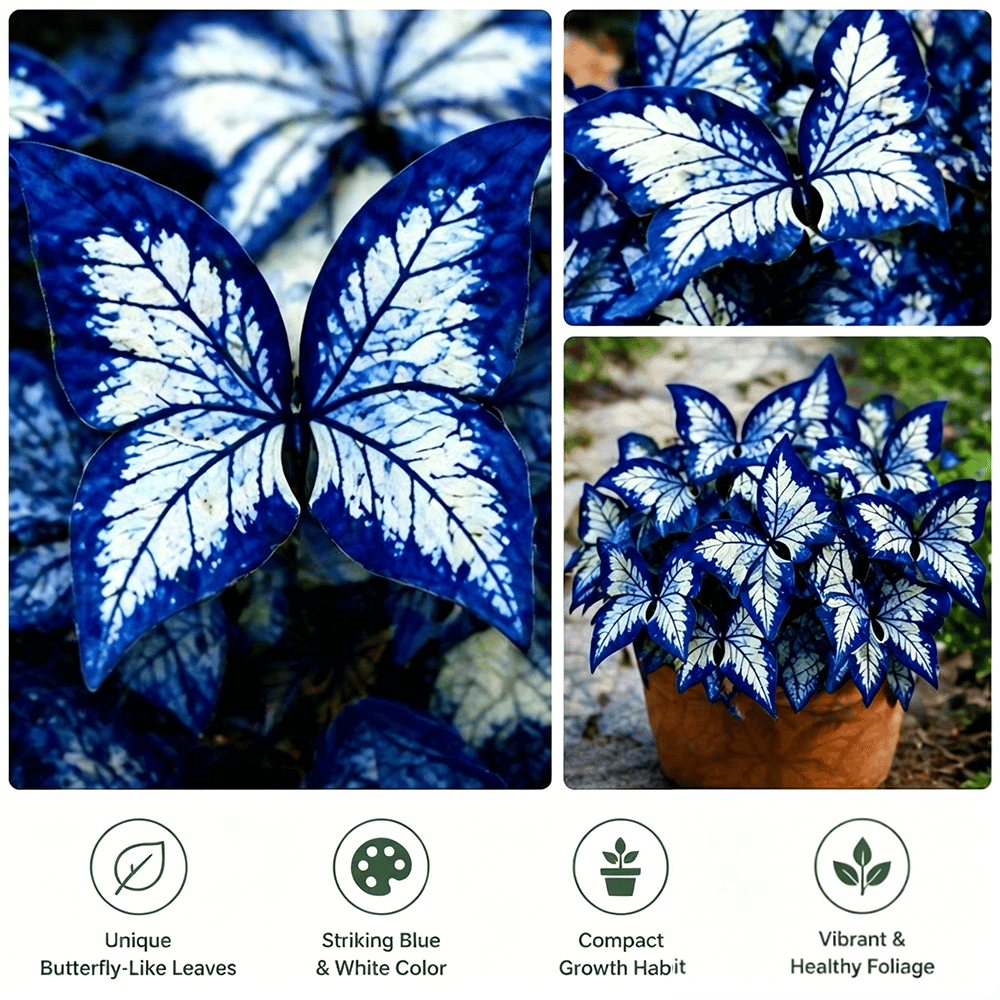 🌸 Moonlight Butterfly Flower Seeds