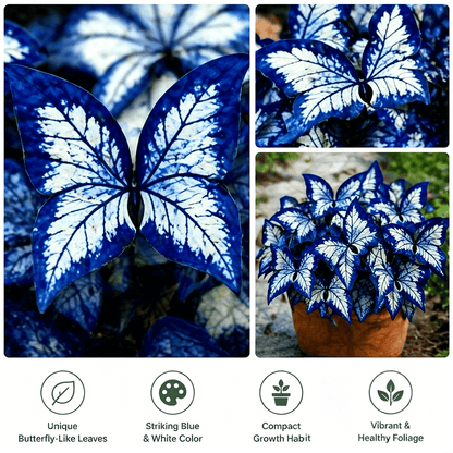 🌸 Moonlight Butterfly Flower Seeds
