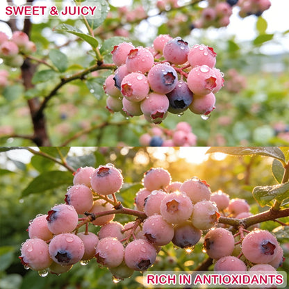 🔥50K+ SOLD!💟Premium Pink Blueberry Seeds -😋A Uniquely Delightful Taste