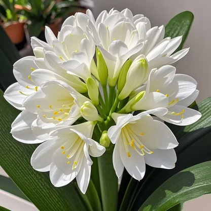 🍀Green plants that purify indoor air👀Clivia Seeds🌿💕