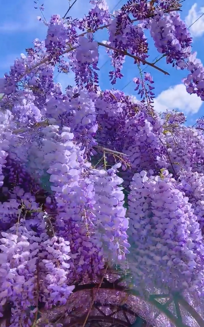 Wisteria Flower Seeds-Waterfall Flower