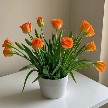 Potted rose bulbs🌹