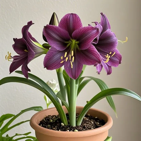 💥😍Rare double-petaled amaryllis bulbs