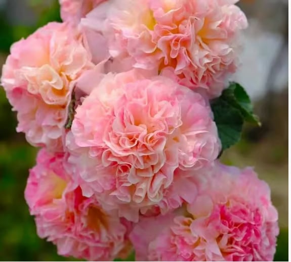 🌺Double Hollyhock Seeds – Fall & Winter Planting, Perennial Blooms & Stunning Garden Elegance🍂