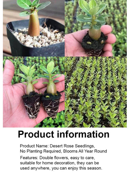 【Blooms in 25 days】Heat-resistant, Sun-resistant, Drought-resistant Desert Rose Bulbs 🔥Can Grow Without Watering