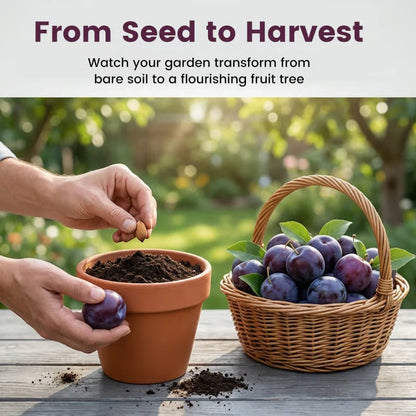 ⏰VIP Shipping Today Only-Ships within 24 hours⏰🍑Heirloom Non-GMO Grafted Plum Tree Seeds