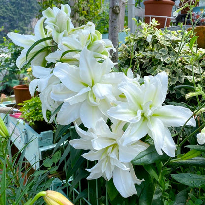 Rare Lily Bulbs