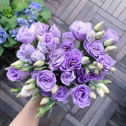 Perennial, long-flowering: Lisianthus seeds🌼