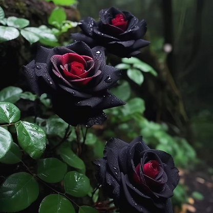 Rare Black Rose Seeds for Planting, Heirloom, No-GMO 200+ Beautiful Flower Seeds Home Garden Bonsai