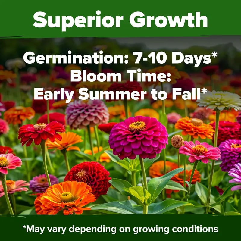 🔥Last Day 70% OFF🔥Zinnia Seeds - Pure Seeds - No Filler -Heirloom Flower Seeds