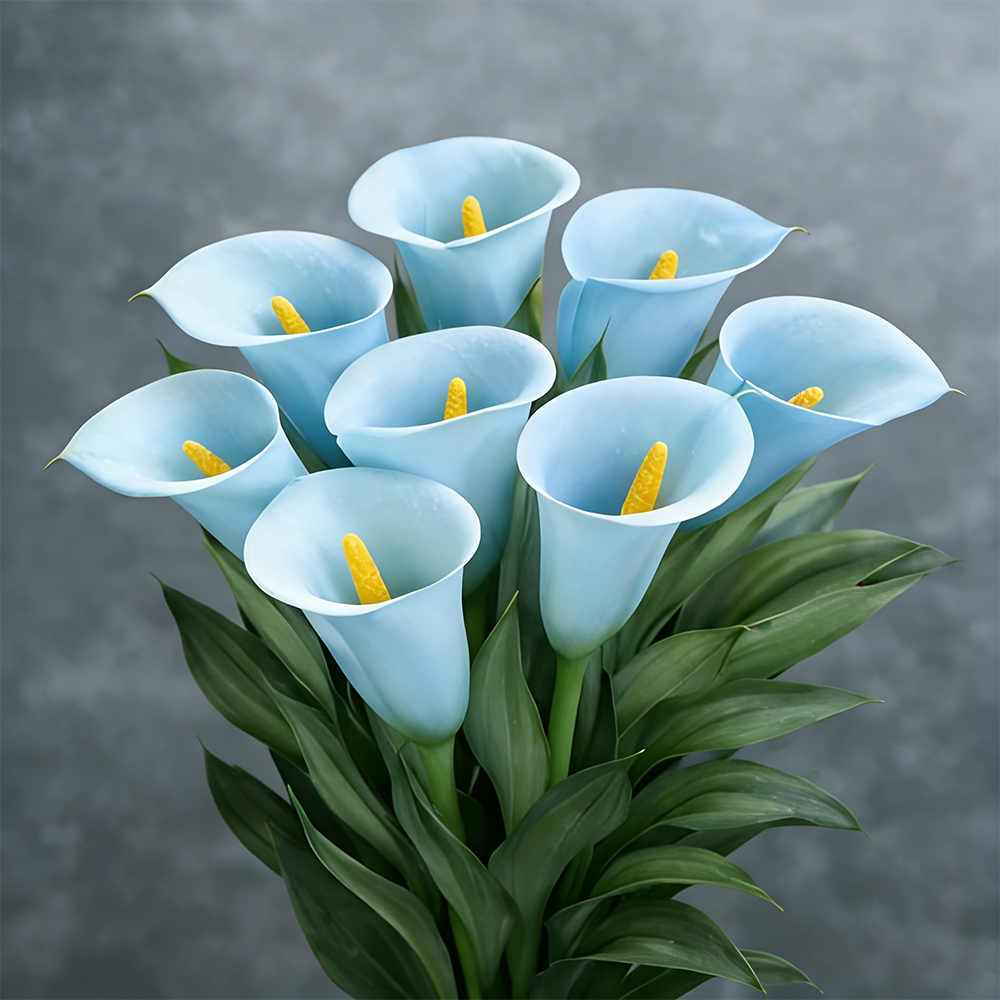 Mysterious Aurora Calla Lily
