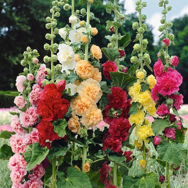 🌺Double Hollyhock Seeds – Fall & Winter Planting, Perennial Blooms & Stunning Garden Elegance🍂