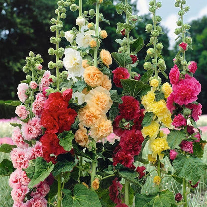 🌺Double Hollyhock Seeds – Fall & Winter Planting, Perennial Blooms & Stunning Garden Elegance🍂