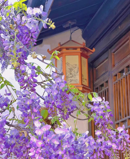 Wisteria Flower Seeds-Waterfall Flower