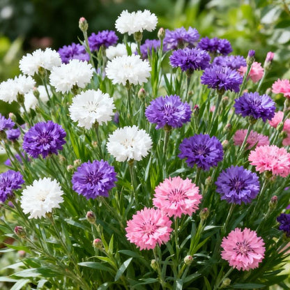 🌱Premium Cornflower Seeds – The "Unstoppable" Wildflower That Grows Anywhere