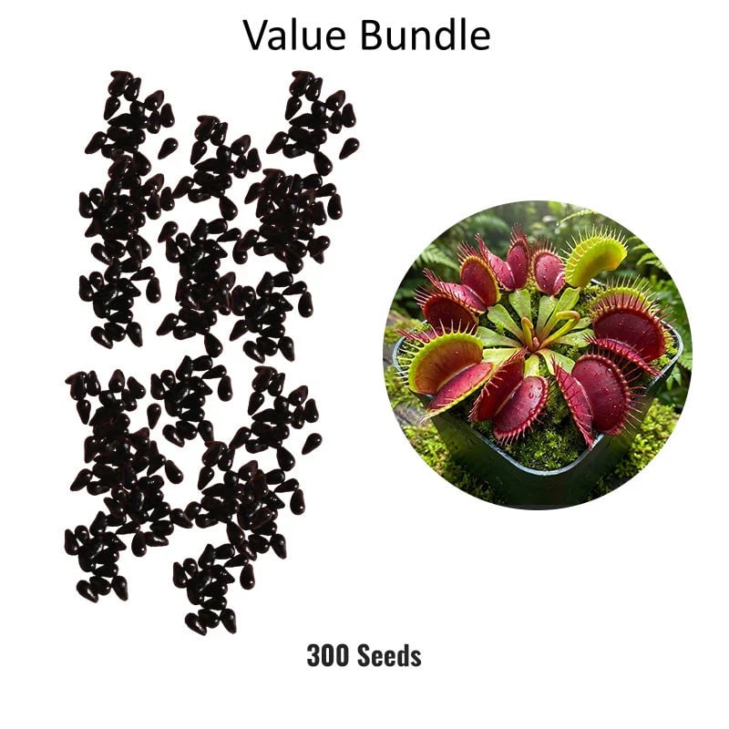 🌱[Amazing Venus Flytrap Seeds]—Grow Your Own Mini Carnivorous Monster!😱🌿