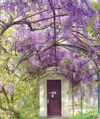 Wisteria Flower Seeds-Waterfall Flower
