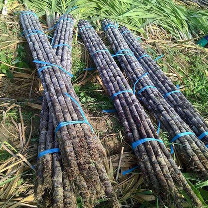 🌱 High-Yield Sugarcane Seeds - Easy to Survive & Grow, Perfect for Home Fruit Planting