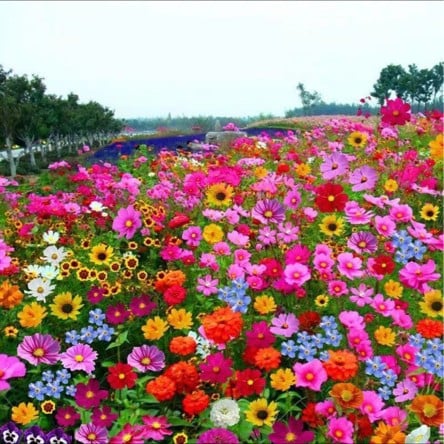 💝Mixed Perennial Flowers Seeds30- 60kinds mixed