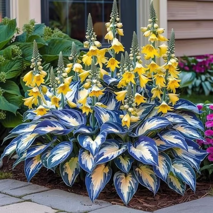 🌟Spring & Winter Growing🍃Premium Rare Hosta Seeds🌿Perfect For Cut Flowers【98% Germination Rate】