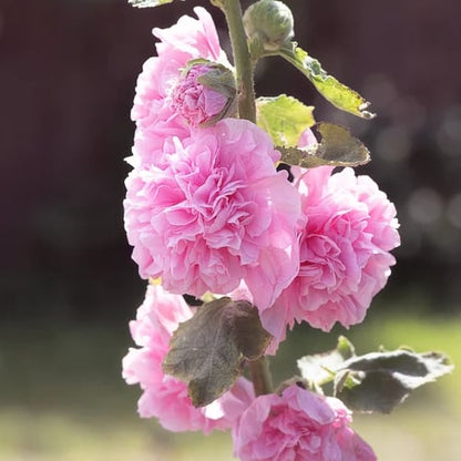🌺Double Hollyhock Seeds – Fall & Winter Planting, Perennial Blooms & Stunning Garden Elegance🍂